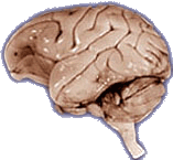 Gibbon Brain