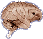 Gibbon Brain